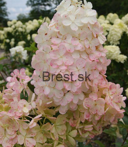 Hydrangea quercifolia  'Snow Queen'